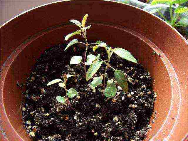 eucalyptus lemon flagship from seed to grow at home