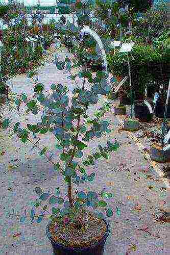 punong barko ng eucalyptus lemon mula sa binhi upang lumaki sa bahay