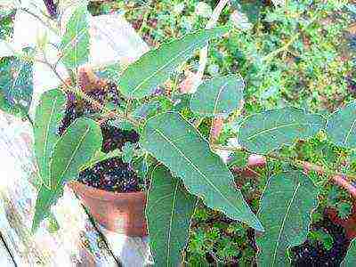 eucalyptus lemon flagship from seed to grow at home