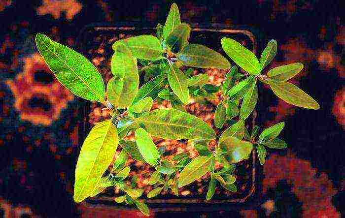 eucalyptus lemon flagship from seed to grow at home