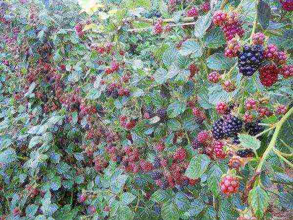 blackberry black satin planting and care in the open field