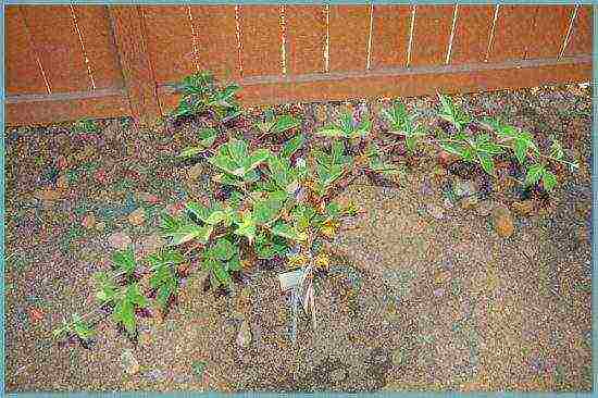 blackberry black satin planting and care in the open field