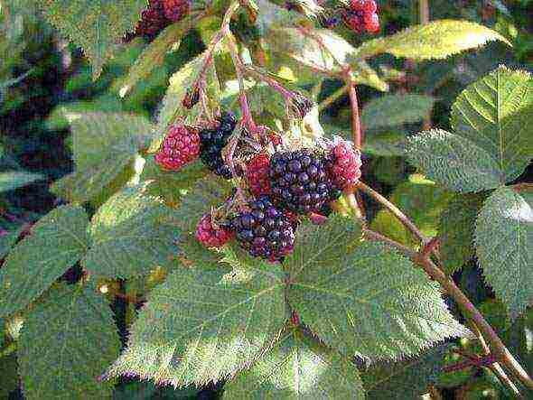 blackberry black satin planting and care in the open field