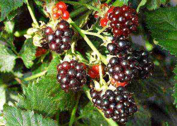 blackberry black satin planting and care in the open field