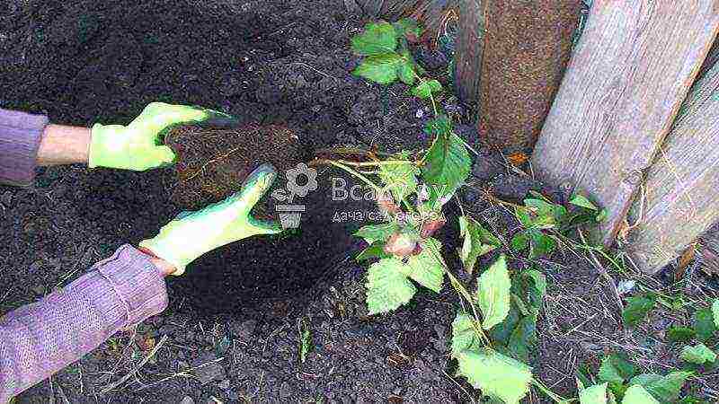 blackberry black satin planting and care in the open field