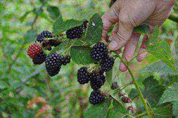 blackberry black satin planting and care in the open field