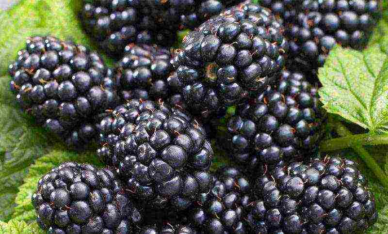 blackberry black satin planting and care in the open field