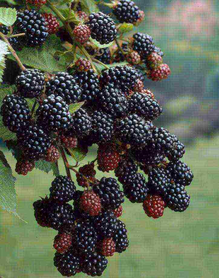 blackberry black satin planting and care in the open field