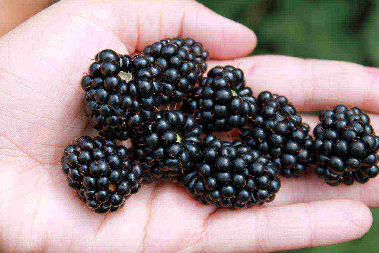 blackberry black satin planting and care in the open field