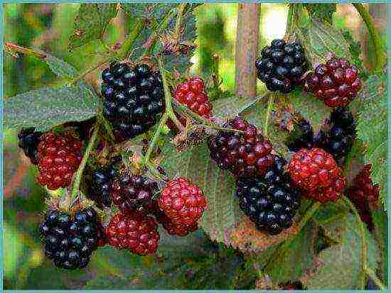 blackberry black satin planting and care in the open field