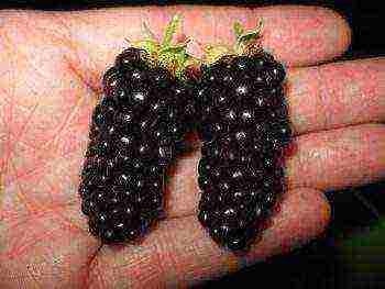 blackberries are the best varieties