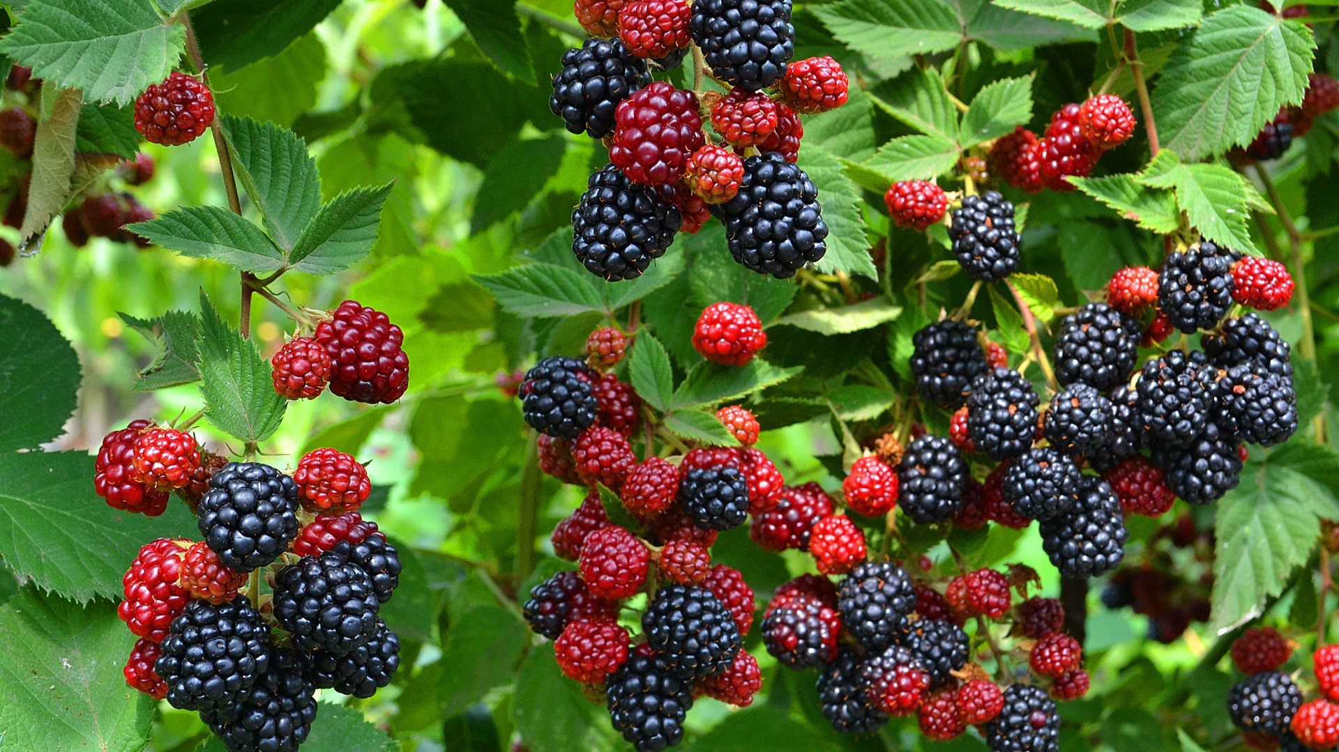 blackberries are the best varieties