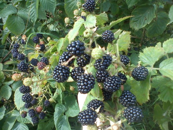 blackberries are the best varieties