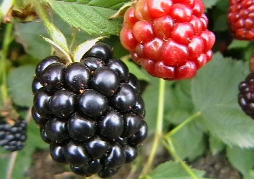 blackberries are the best varieties