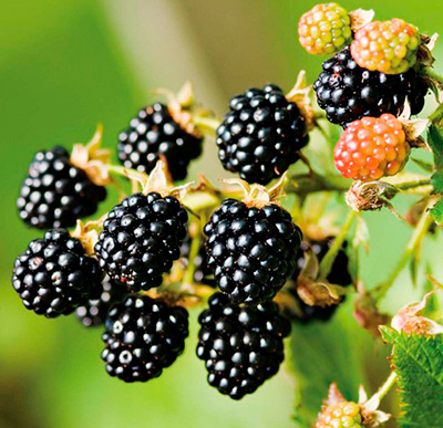 blackberries are the best varieties