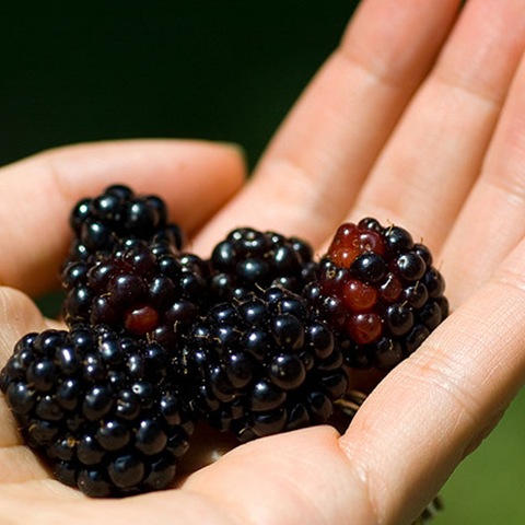 blackberries are the best varieties