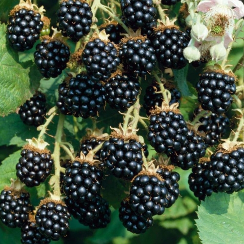 blackberries are the best varieties