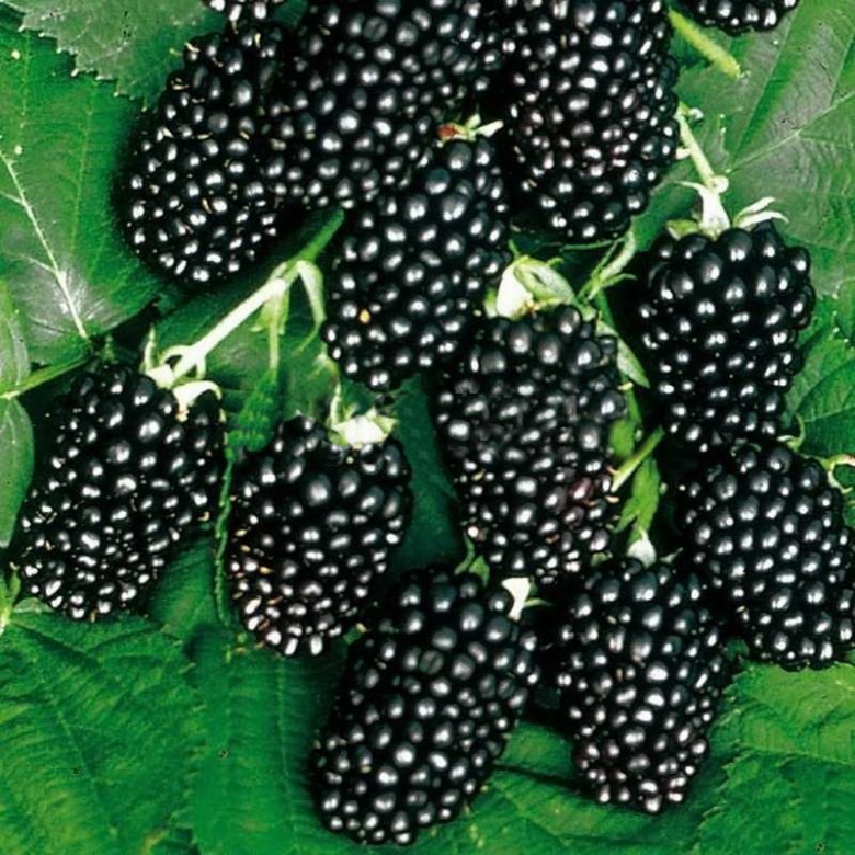 blackberries are the best varieties