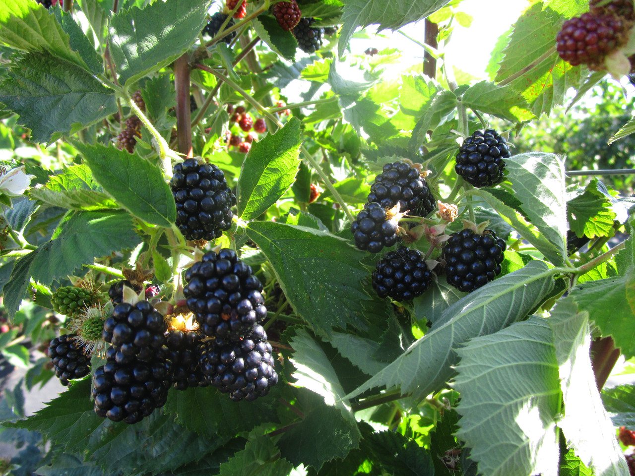 blackberries are the best varieties