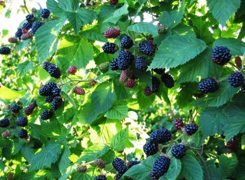 blackberries are the best varieties