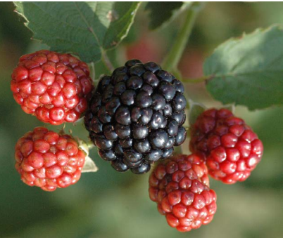 blackberries are the best varieties