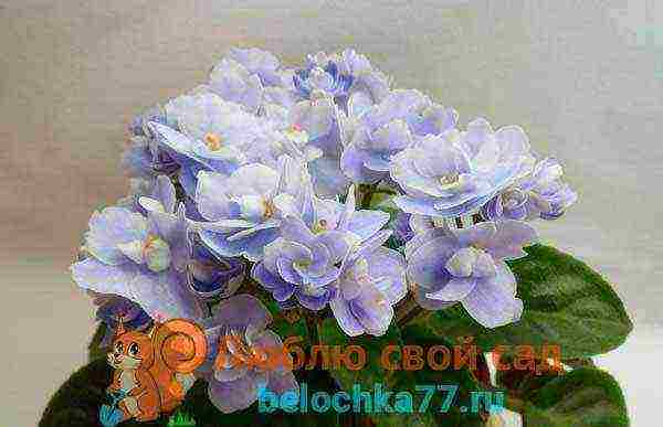 fantasy violets best varieties