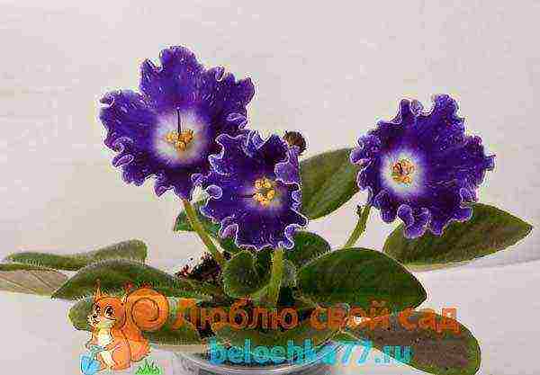 fantasy violets best varieties