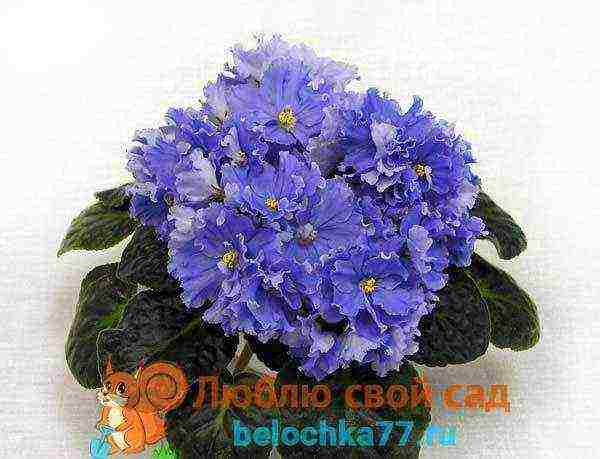 fantasy violets best varieties