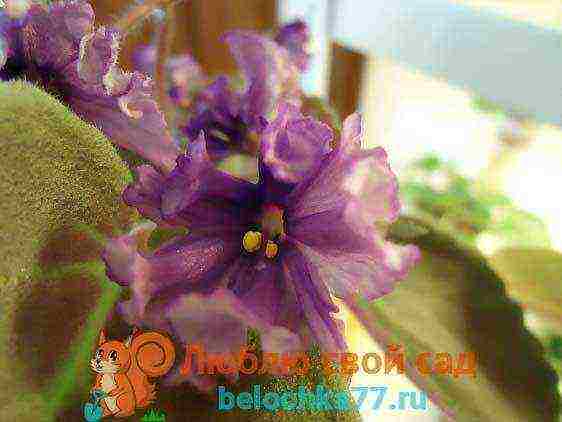 fantasy violets best varieties