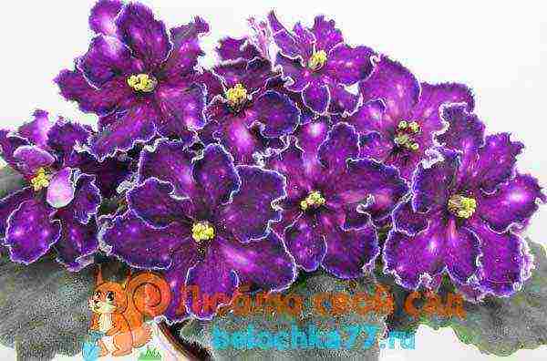 fantasy violets best varieties