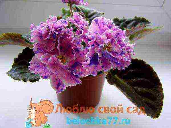 fantasy violets best varieties