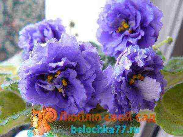 fantasy violets best varieties