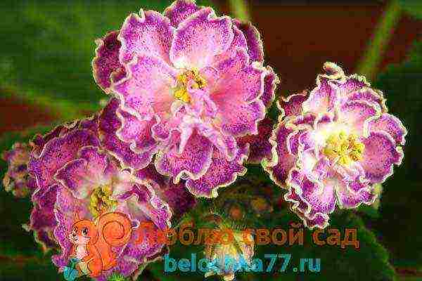 fantasy violets best varieties