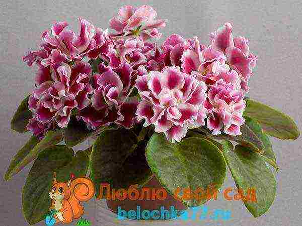 fantasy violets best varieties