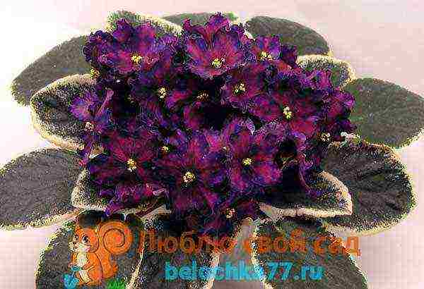 fantasy violets best varieties