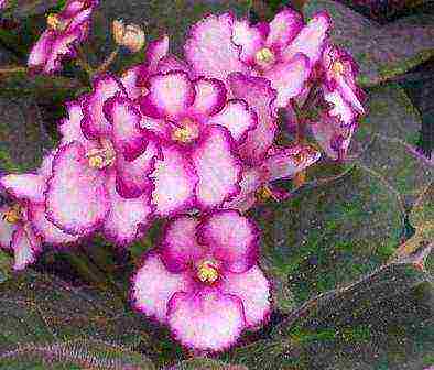 fantasy violets best varieties