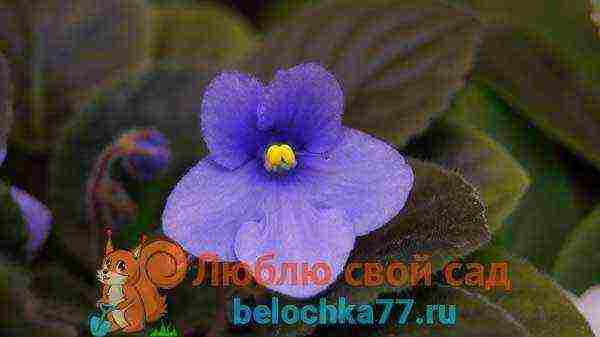 fantasy violets best varieties