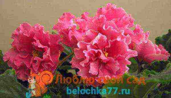 fantasy violets best varieties