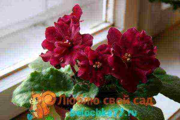 fantasy violets best varieties