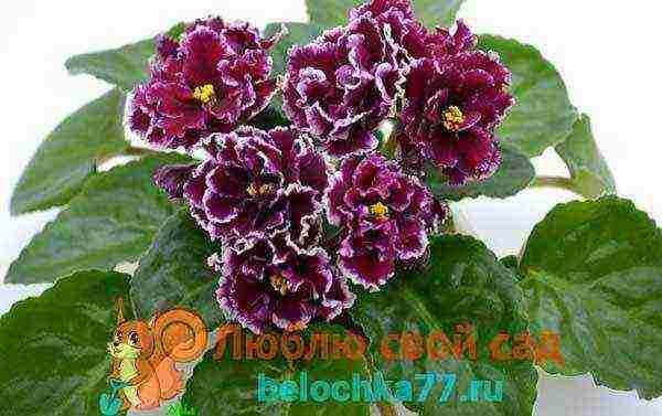 fantasy violets best varieties