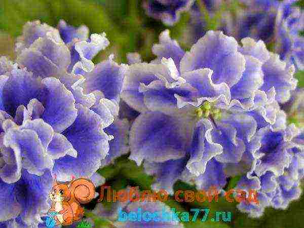 fantasy violets best varieties