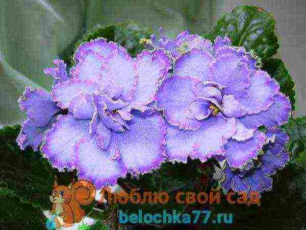 fantasy violets best varieties