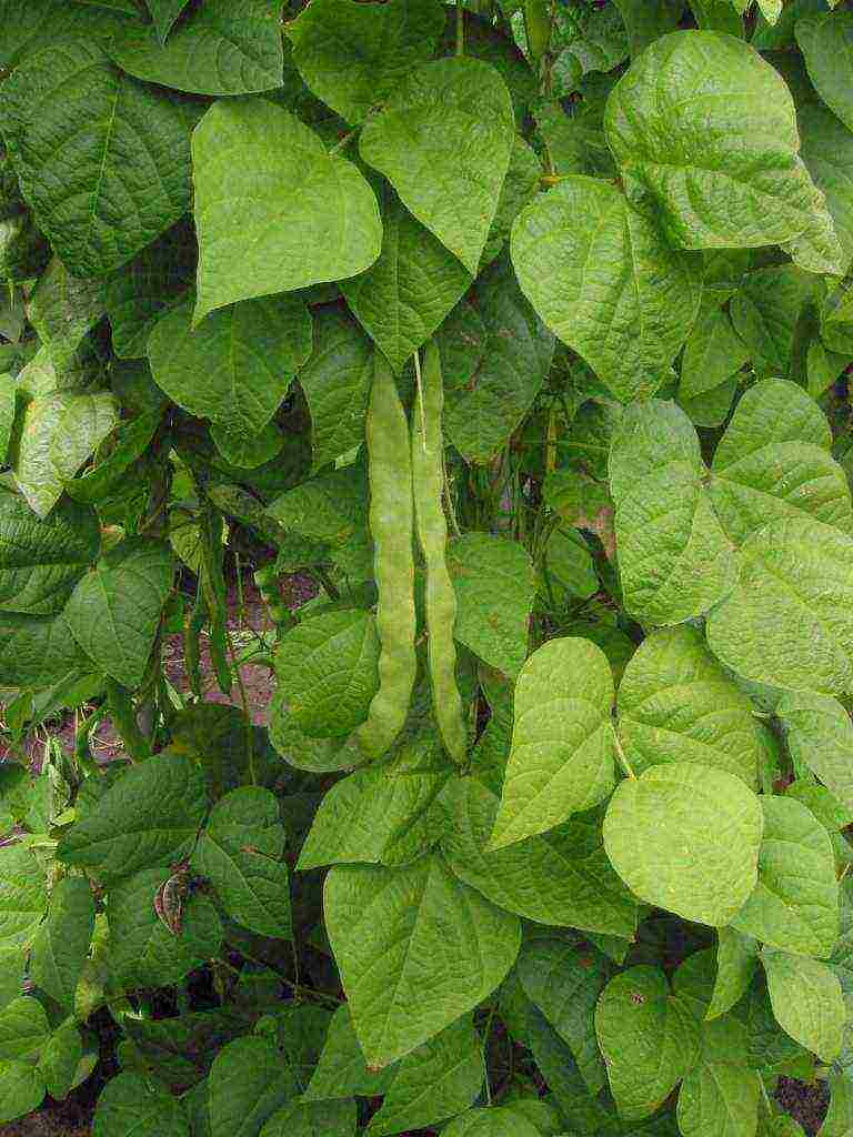 beans red planting and care in the open field