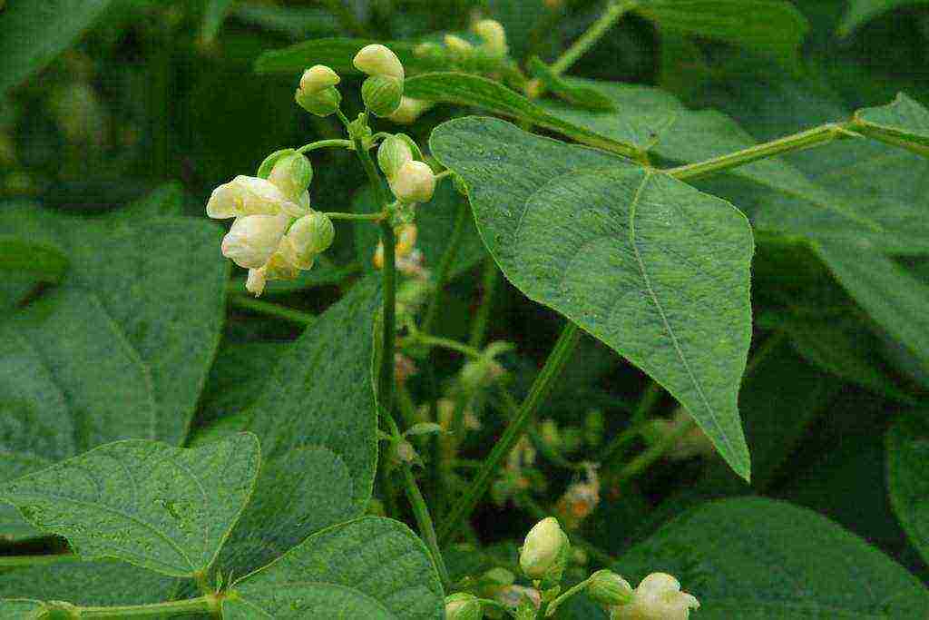 beans red planting and care in the open field