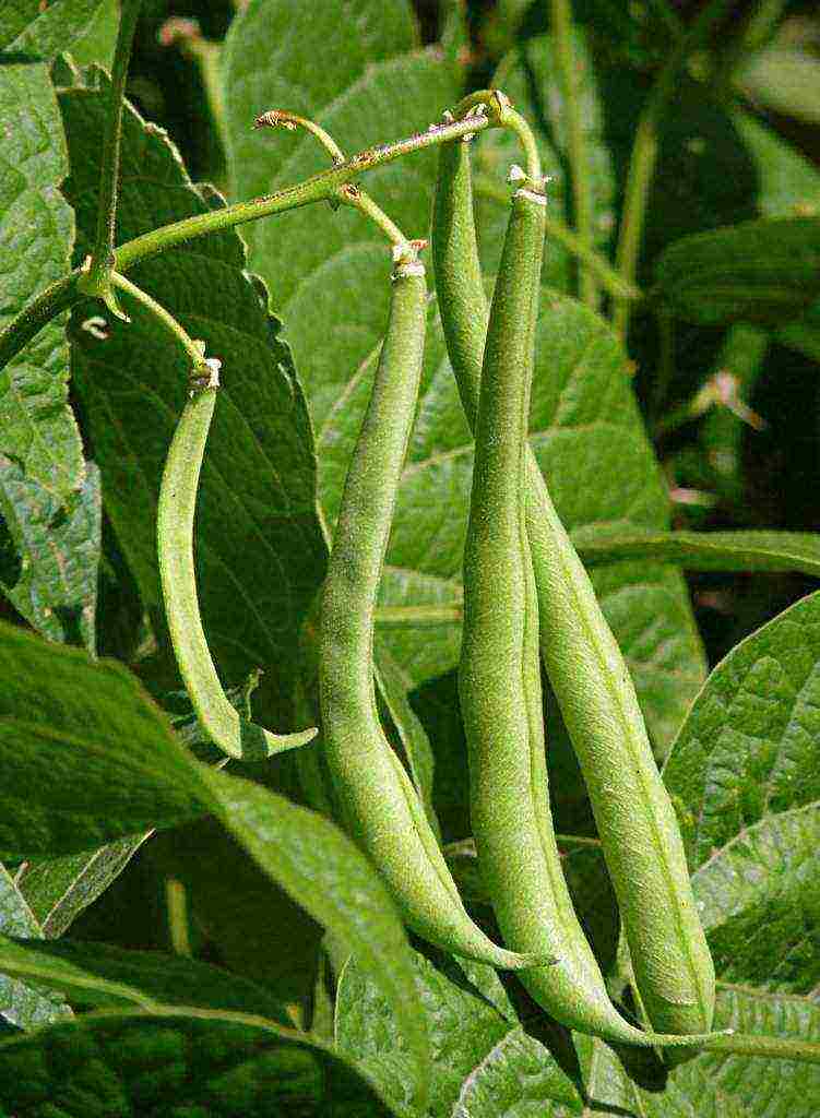 beans red planting and care in the open field