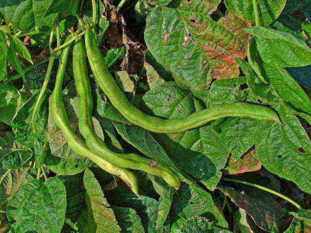 beans red planting and care in the open field