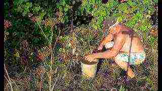 beans red planting and care in the open field