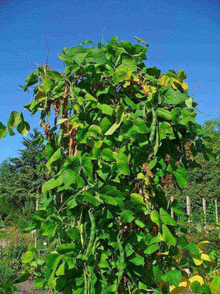 beans red planting and care in the open field