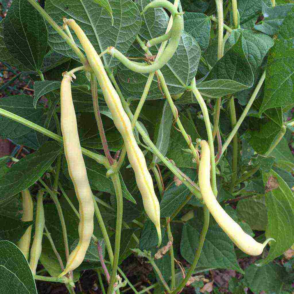 beans red planting and care in the open field