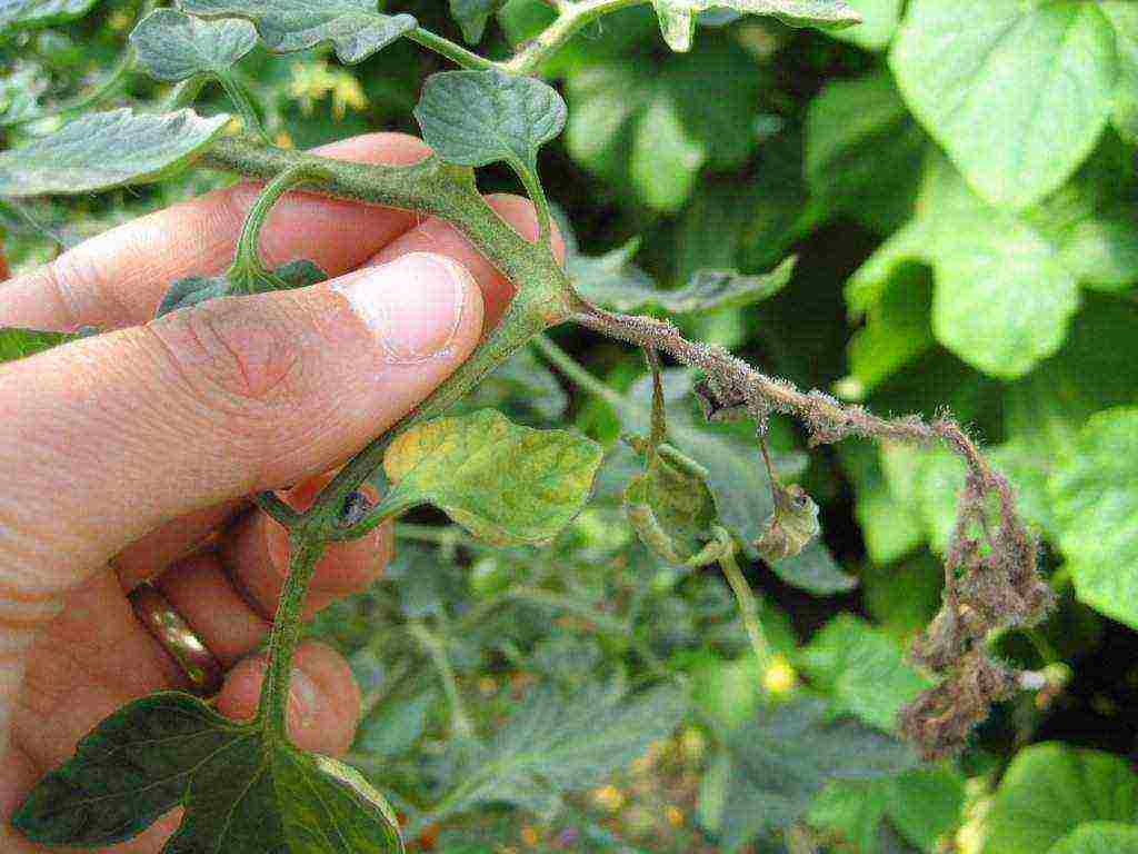 beans red pagtatanim at pag-aalaga sa bukas na bukid